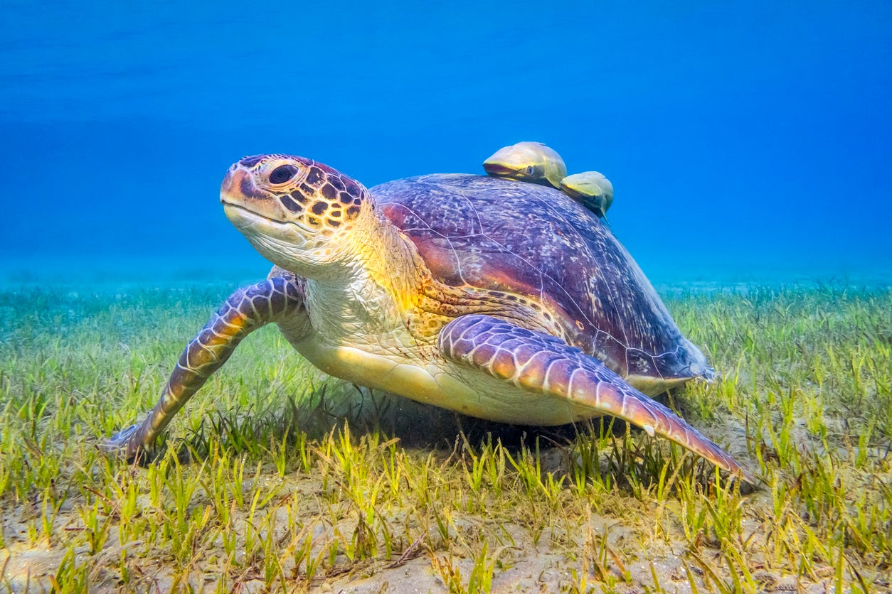 Sea turtles habitually return to their feeding and nesting grounds