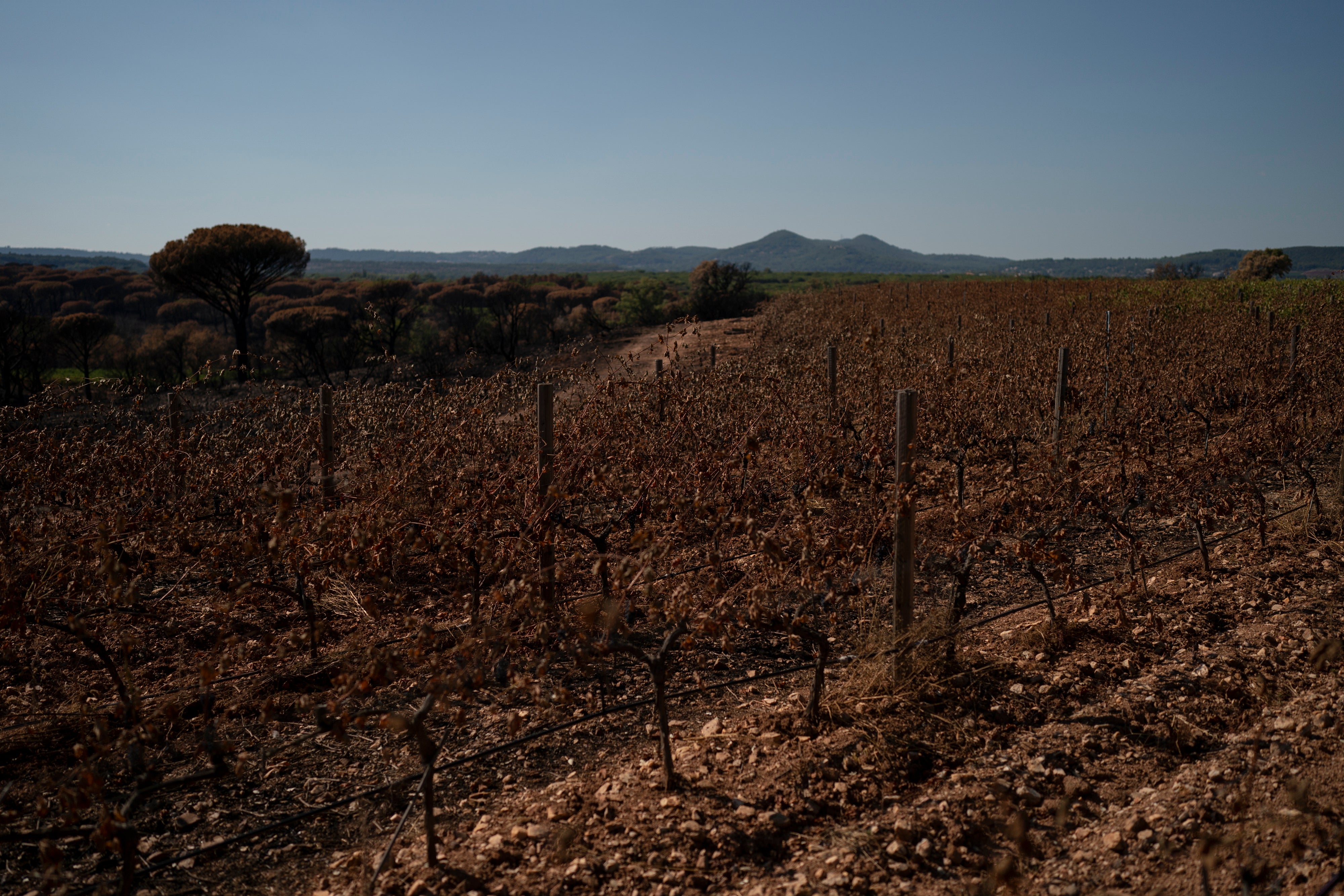 Vineyards charred by a wildfire are pictured at the Chateau des Bertrands vineyard in Cannet-des-Maures, southern France