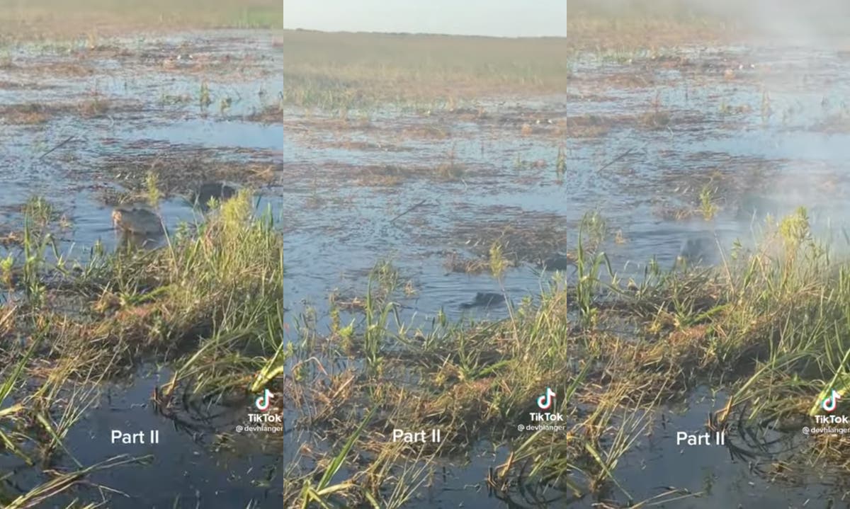 Il video virale mostra il fumo che sale da un alligatore che mangia droni in Florida