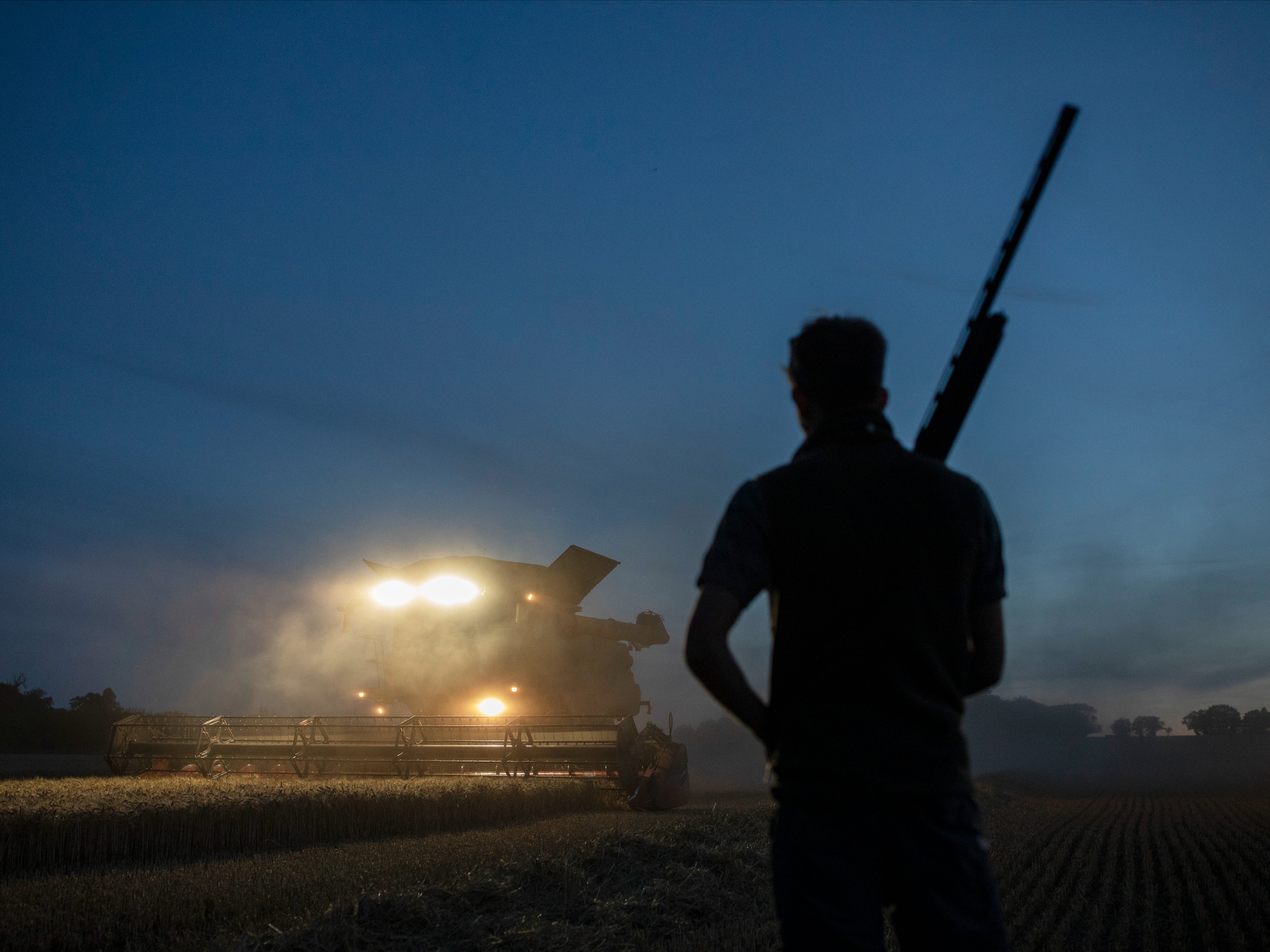 A man stands with a shotgun as wheat is harvested in a field in England