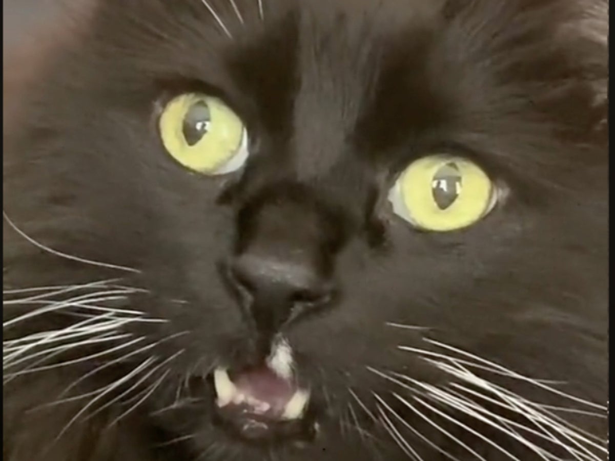 A Tiktok Video Shows A Cat Surprised To Hear That He S A Cat And People Can T Get Over His Facial Expression Indy100