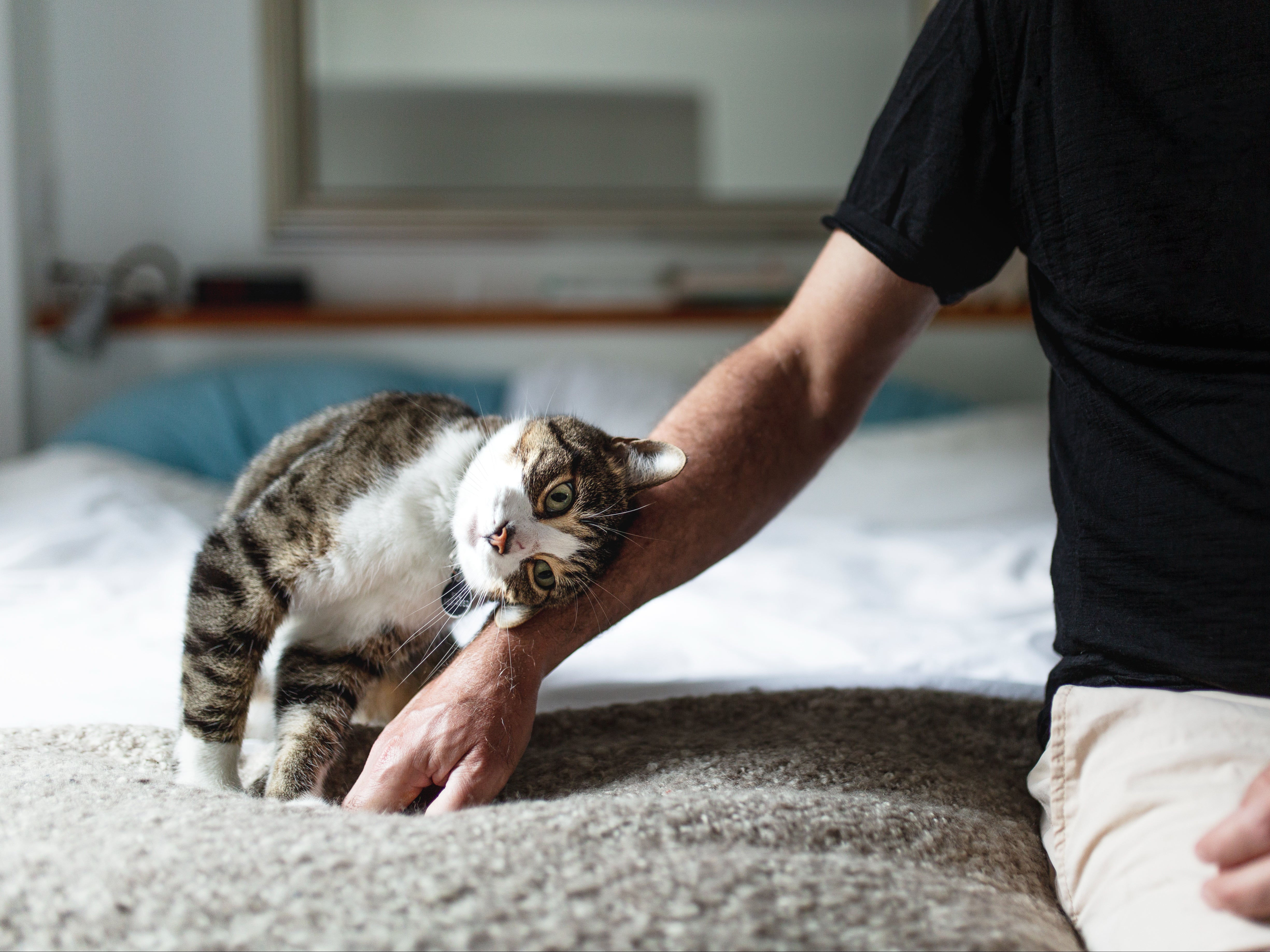 Cats became ‘deeply integrated into human societies’