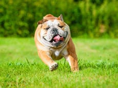 Bulldogs could be banned if not bred to be healthier, experts warn