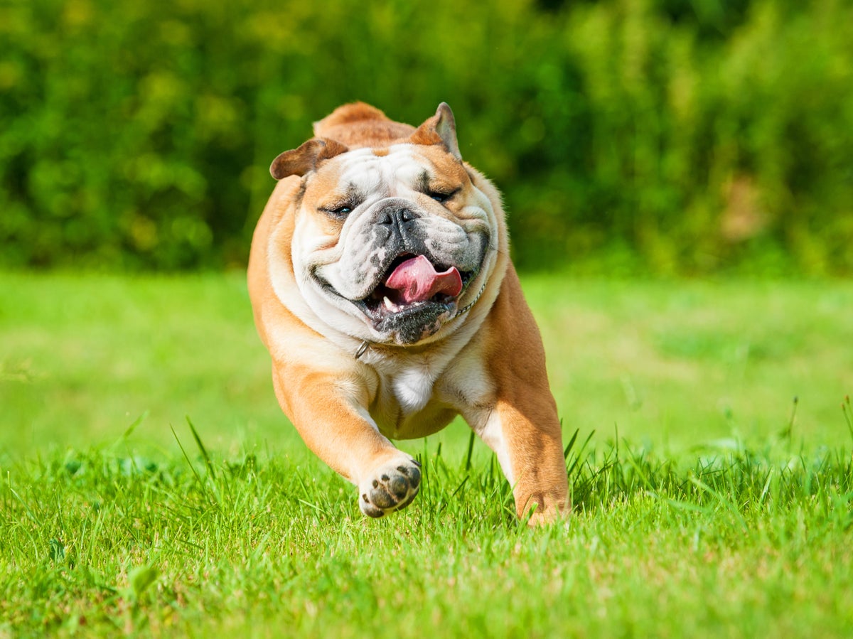 Breed bulldogs to be healthier or risk them being banned, warn experts