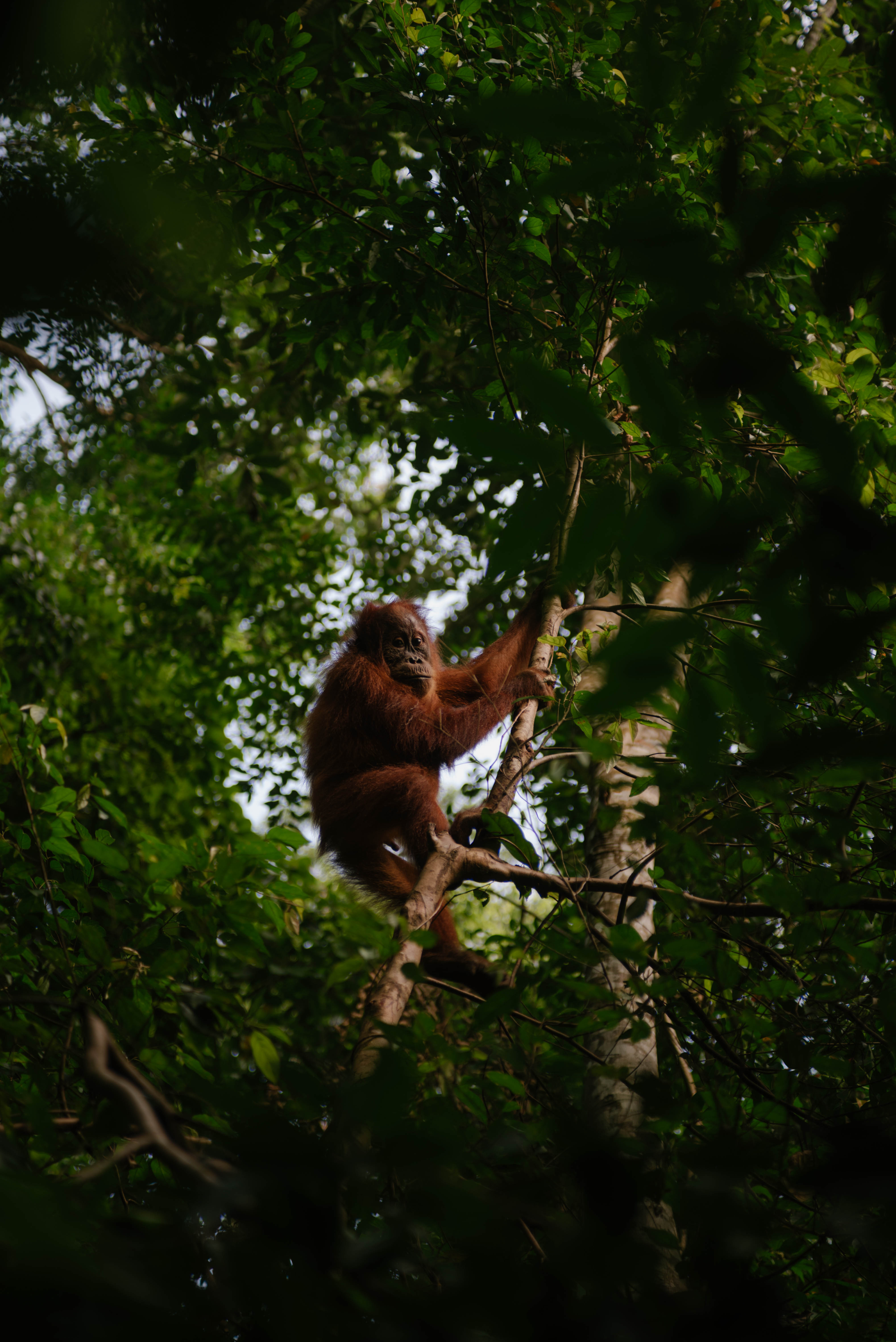 Just one of their many projects includes supporting habitats for endangered orangutans in Sumatra