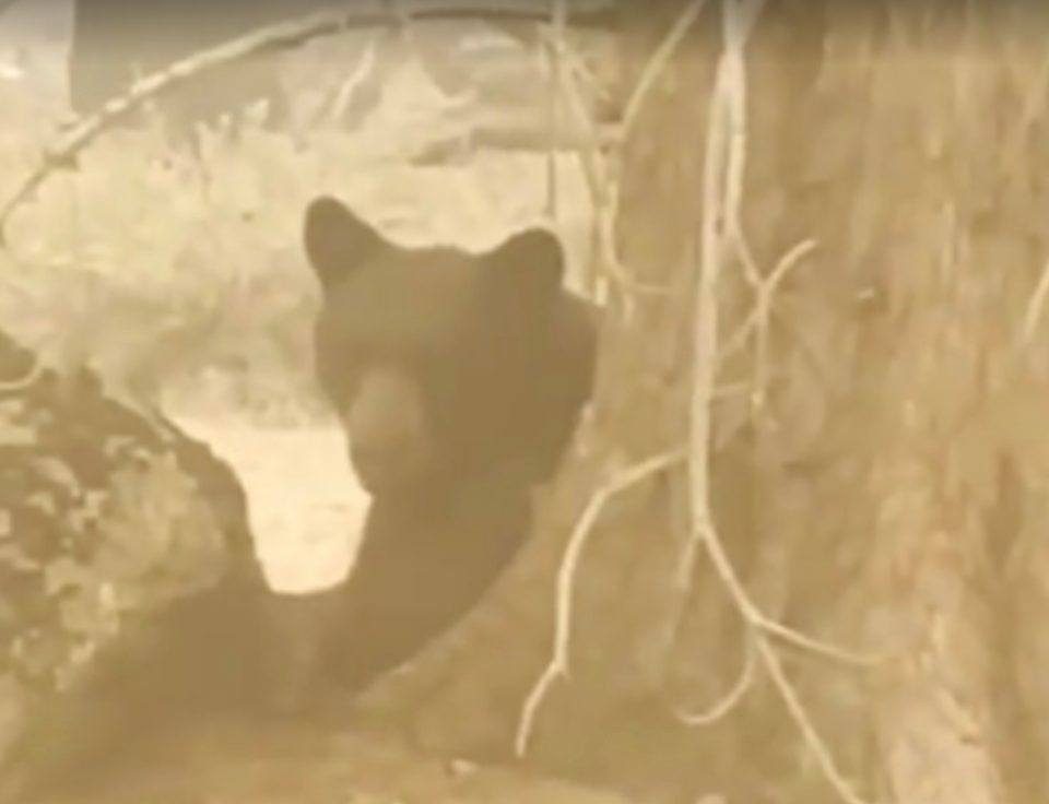 <p>An injured bear from the Caldore Fire was euthanized after sustaining injuries </p>