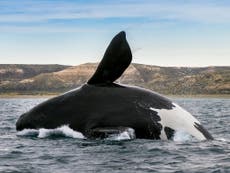 North Atlantic right whales critically endangered by climate crisis
