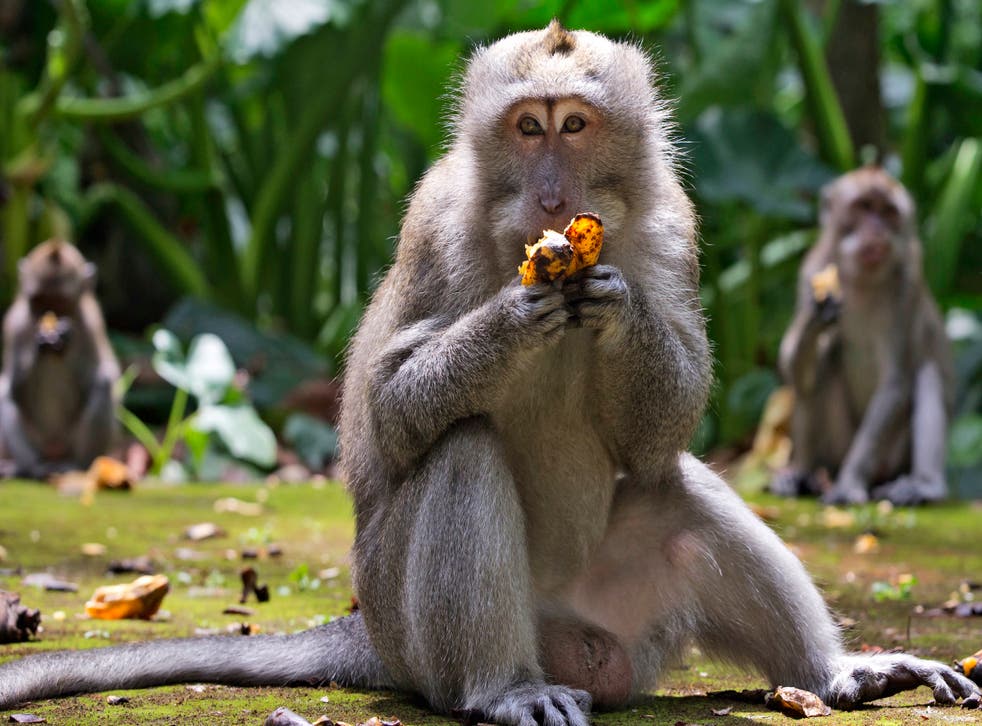 CORONAVIRUS-INDONESIA-MACACOS