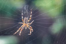 It’s spider season – here’s what that means for arachnophobes like me