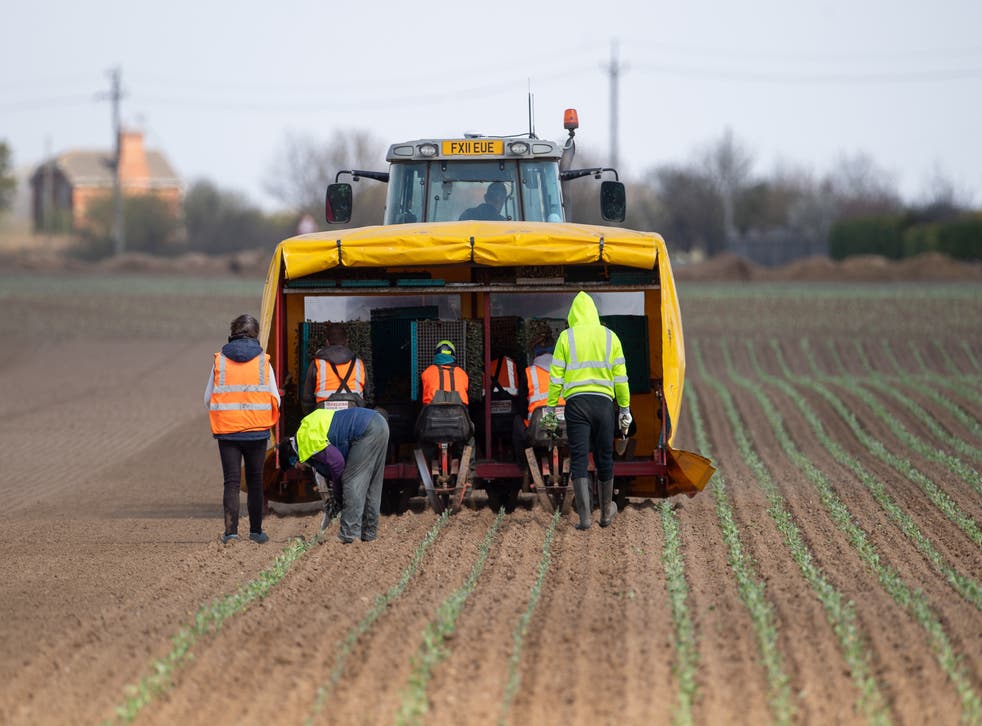 Millions of vegetables thrown away as labour shortages hit farmers 1