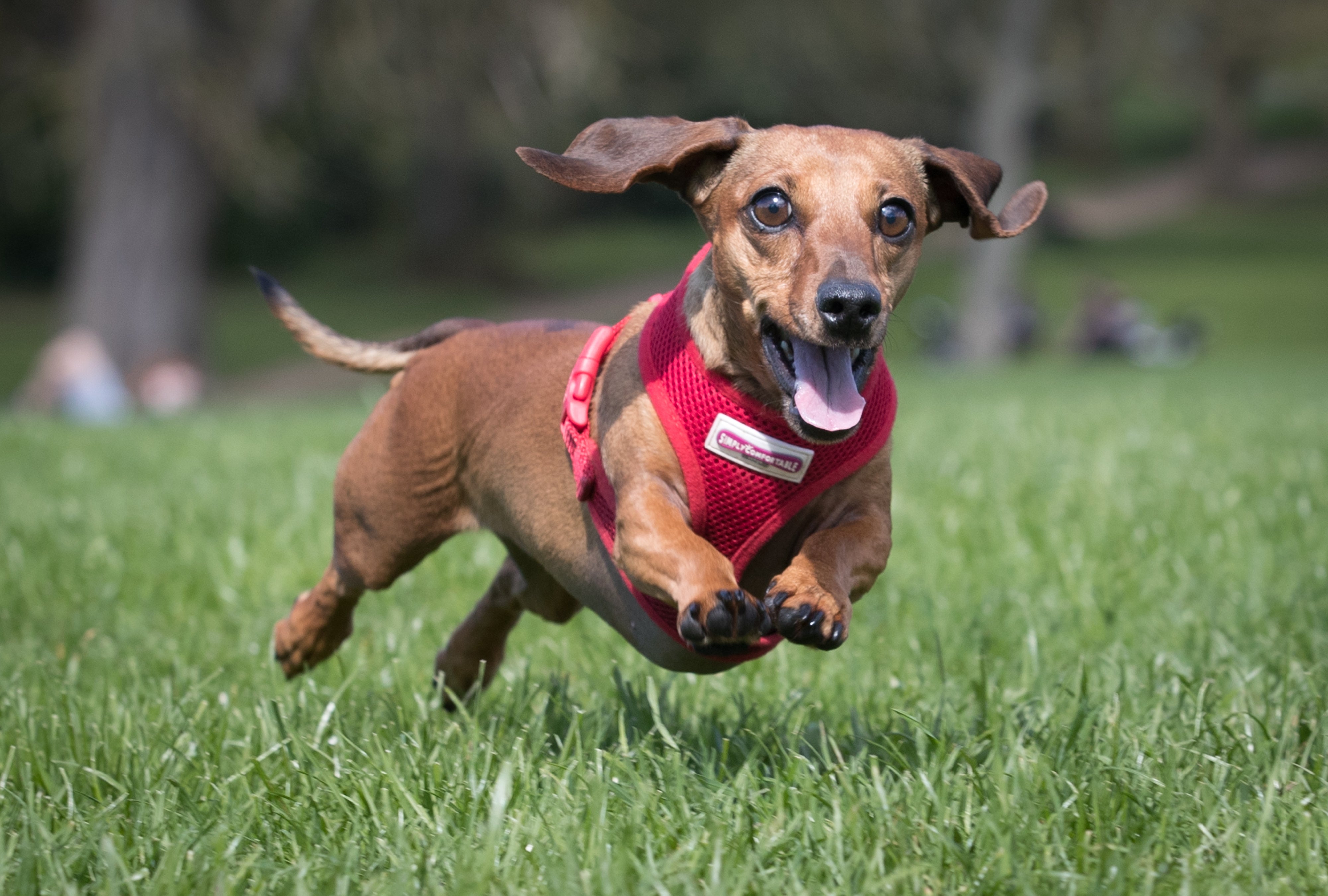 The Kennel Club has tightened its rules on breeding dachshunds