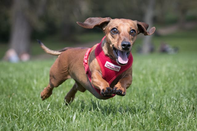 <p>The Kennel Club has tightened its rules on breeding dachshunds</p>