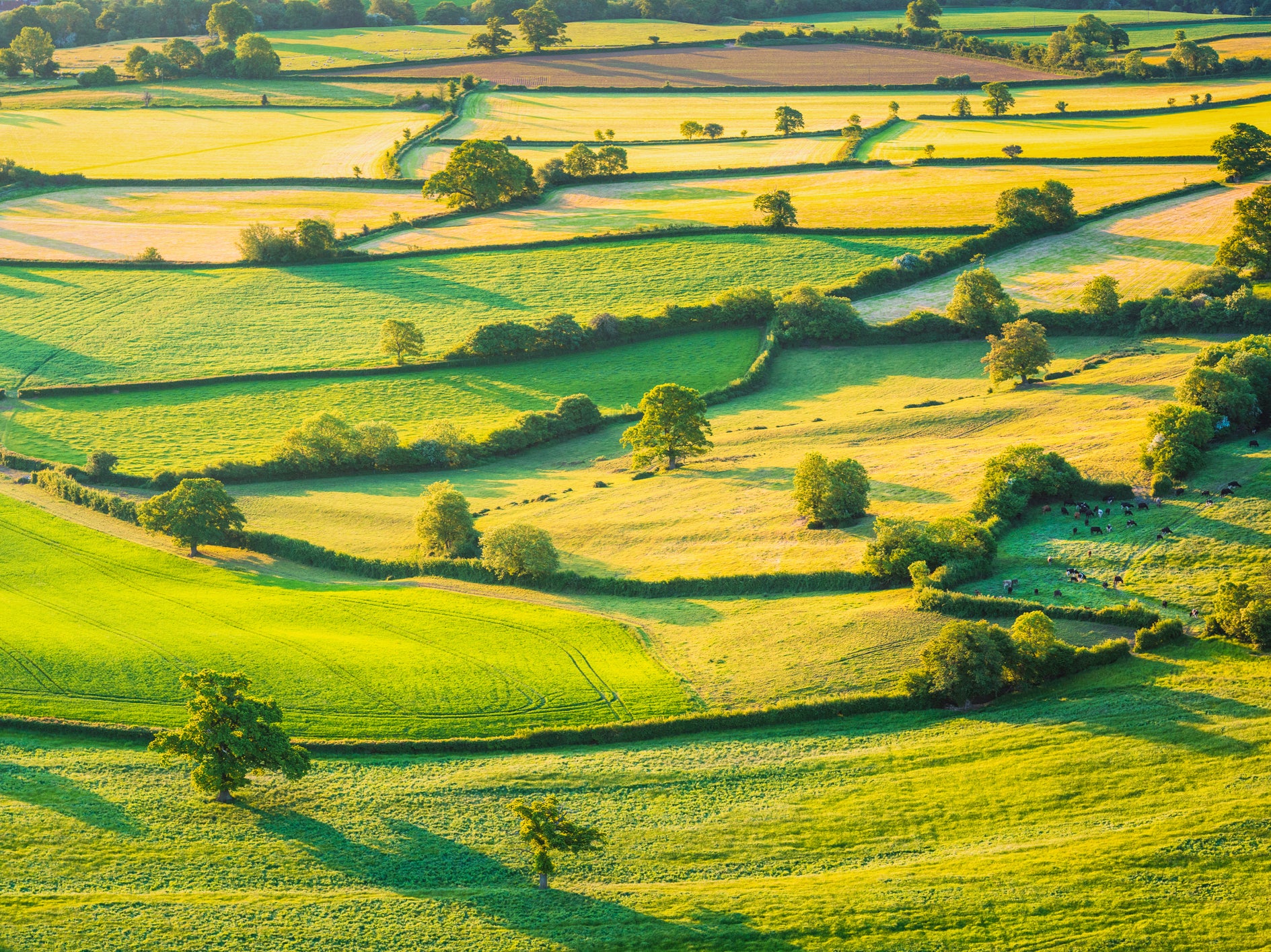 Hedgerows are one of the most easily-encoutered wildlife habitats across the UK