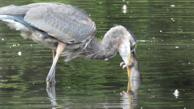 Great Blue Heron eats NYC rat for breakfast