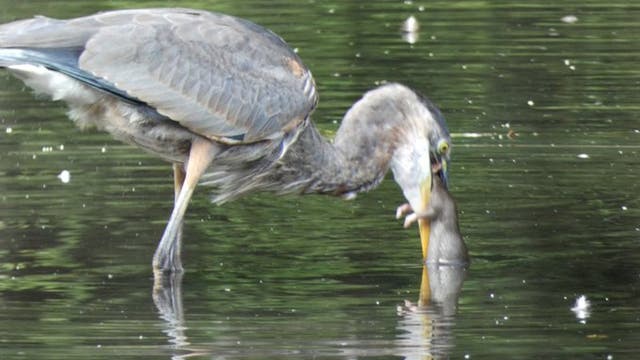 <p>Great Blue Heron eats NYC rat for breakfast</p>