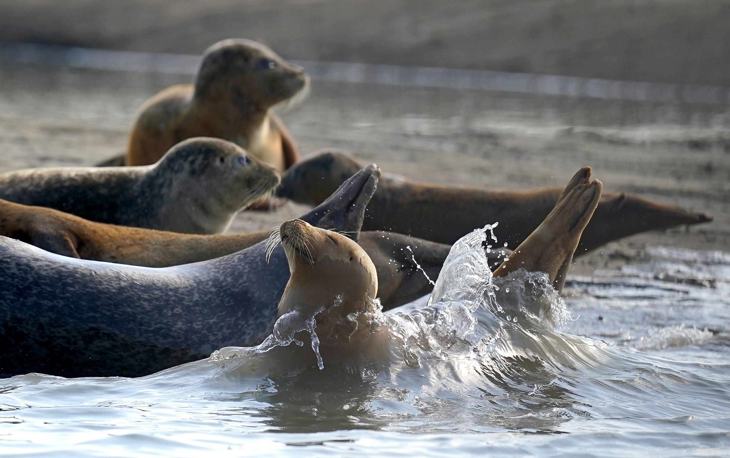 The Thames’ healthy seal population is proof the river is teeming with life, conservationists have said