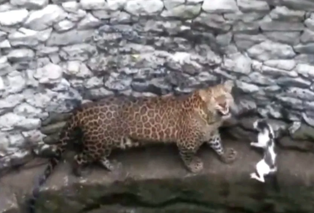 <p>A video of a leopard and a cat, locked in an intense face-off inside a well, in an Indian city has taken the internet by storm. Screengrab</p>