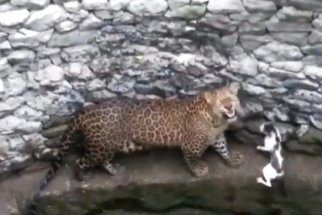 <p>A video of a leopard and a cat, locked in an intense face-off inside a well, in an Indian city has taken the internet by storm. Screengrab</p>