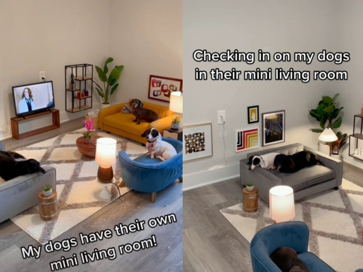 Dog Owner Wows Tiktok With Living Room He Specially Designed For His Dogs And People Are Pretty Jealous Indy100