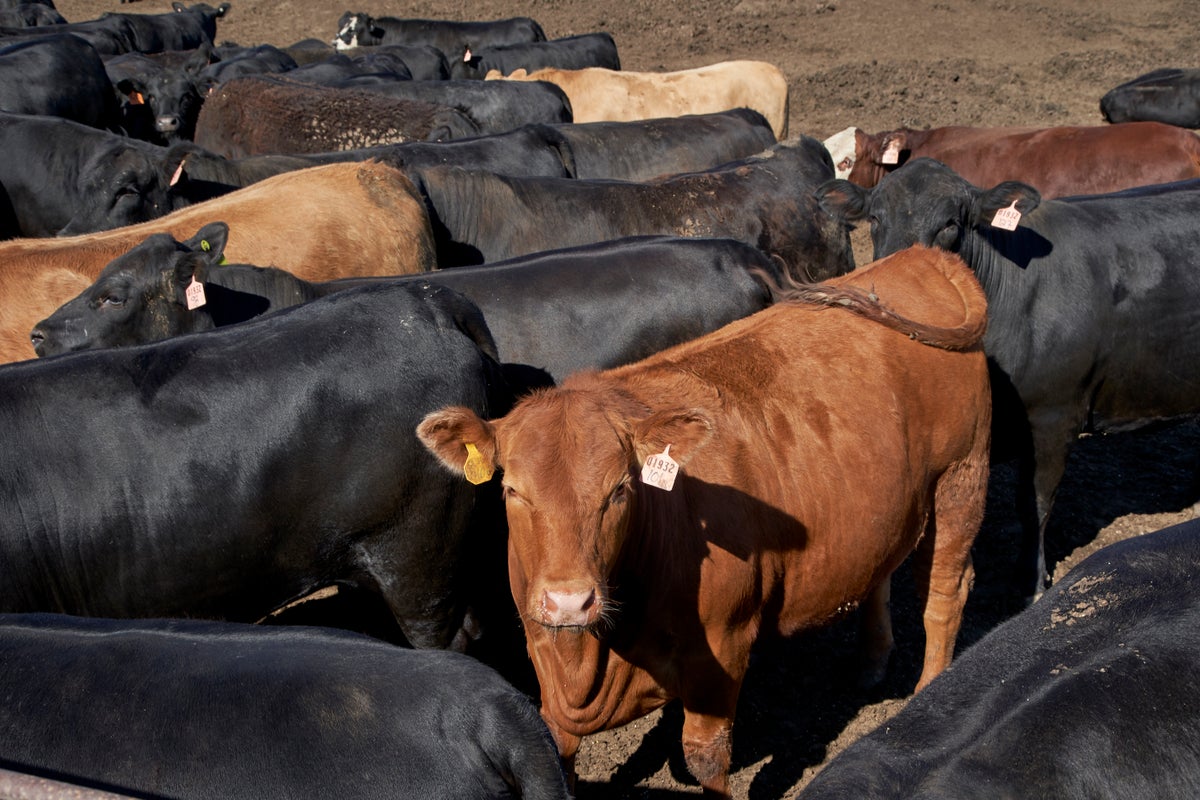 Mad cow disease confirmed on Essex farm