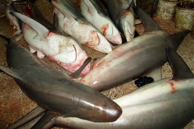 <p>File: Dead small toothed sand tiger sharks lie on the ground at a fishmonger’s stall in the coastal city of Tyre in southern Lebanon</p>