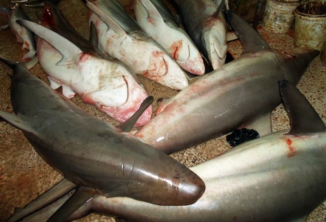 <p>File: Dead small toothed sand tiger sharks lie on the ground at a fishmonger’s stall in the coastal city of Tyre in southern Lebanon</p>