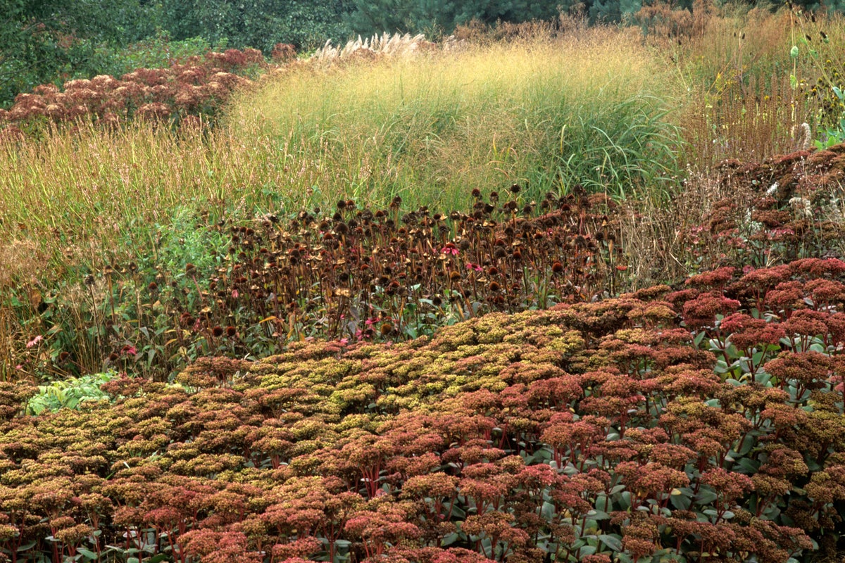 Brown is the new black for autumn plants, says TV Gardeners’ World expert