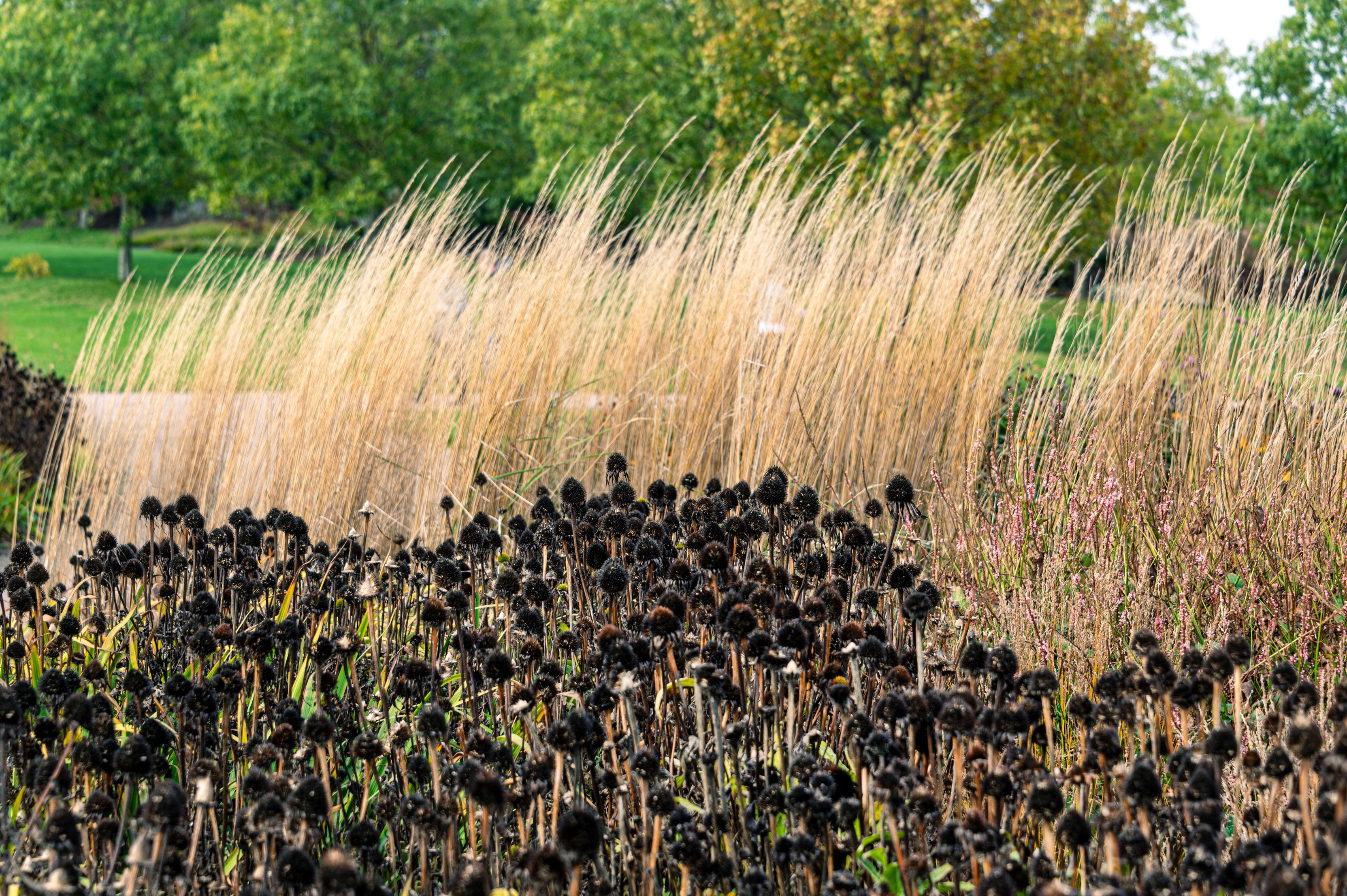 Deep brown seedheads and beige grasses make colourful companions (Alamy/PA)