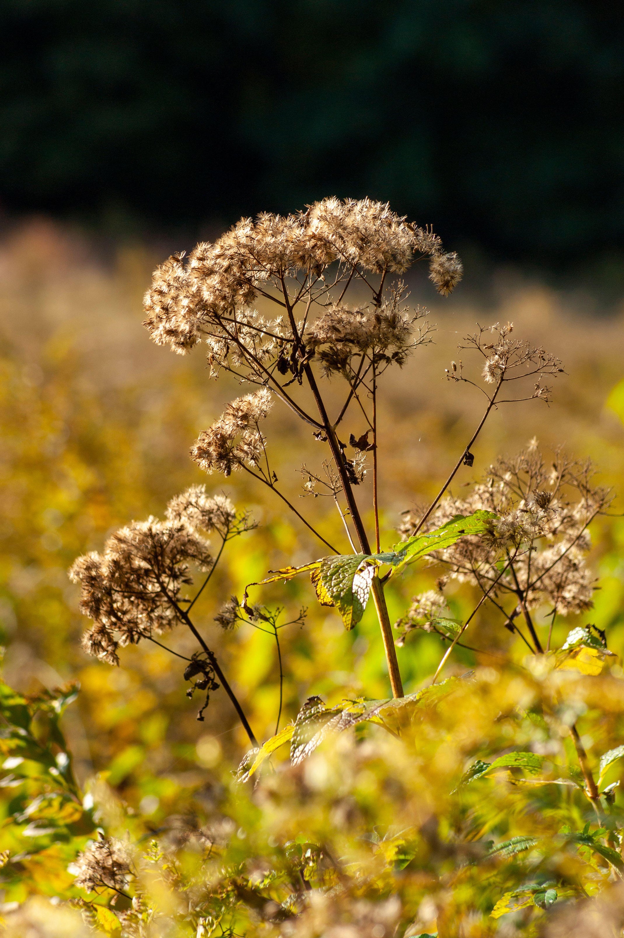 Eupatorium has a good autumn structure (Alamy/PA)