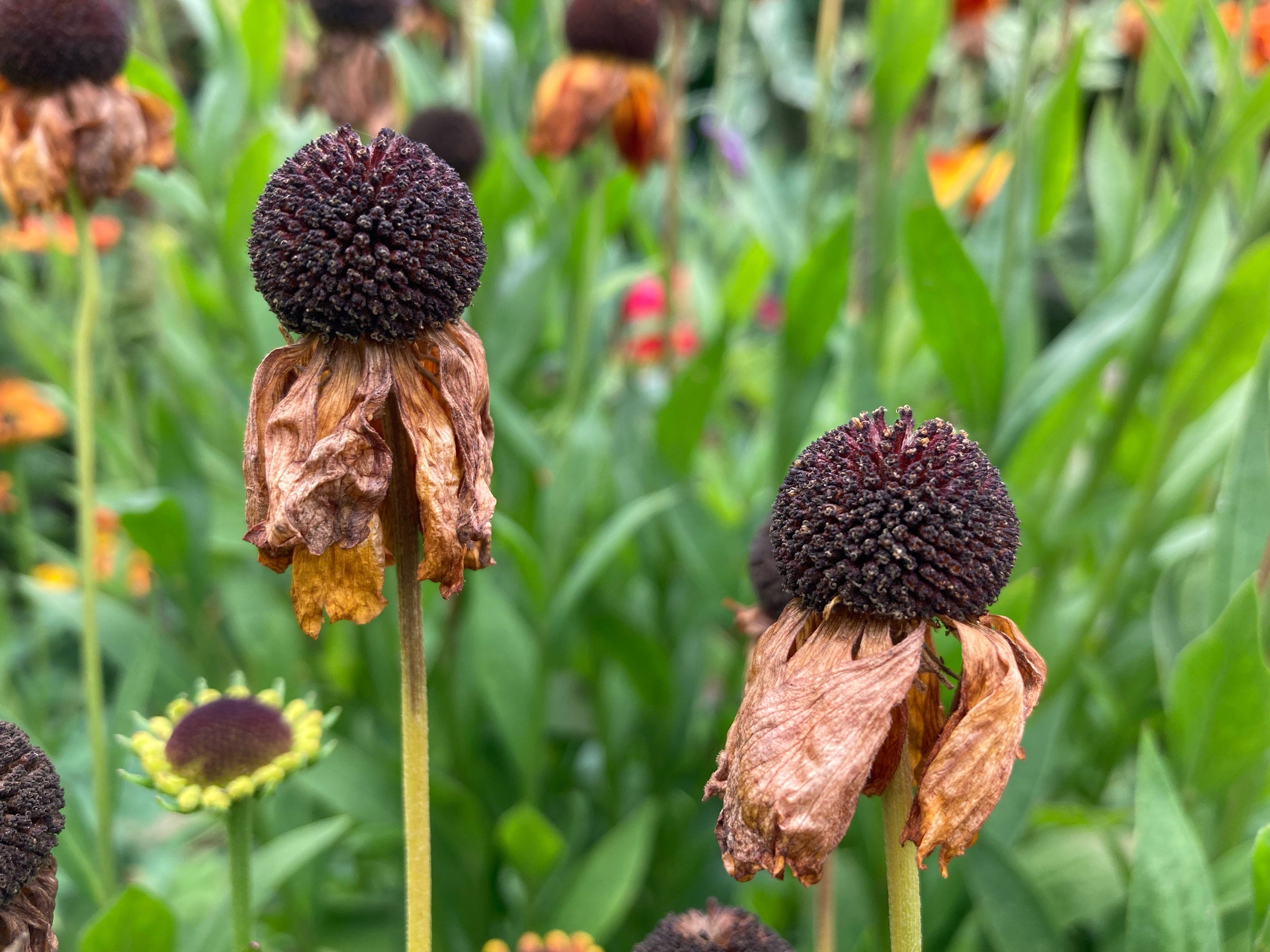 Helenium seedheads will add to the autumnal mix (Hannah Stephenson/PA)