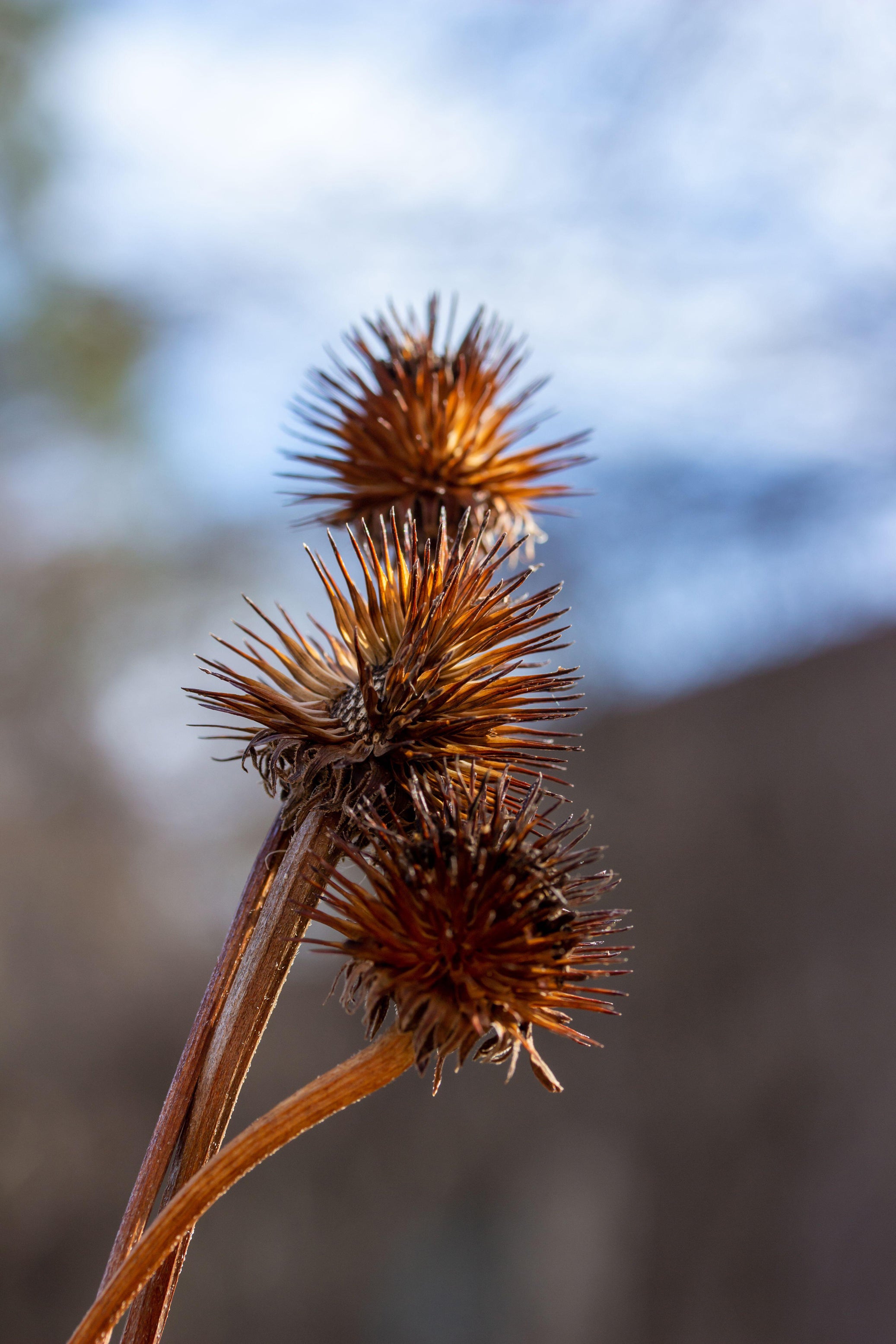 Leave seedheads through the winter (Alamy/PA)