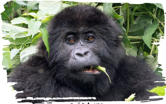 With declining and severely fragmented populations, gorillas are teetering towards the brink of extinction