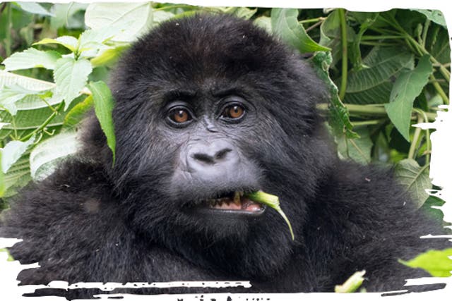 <p>With declining and severely fragmented populations, gorillas are teetering towards the brink of extinction</p>