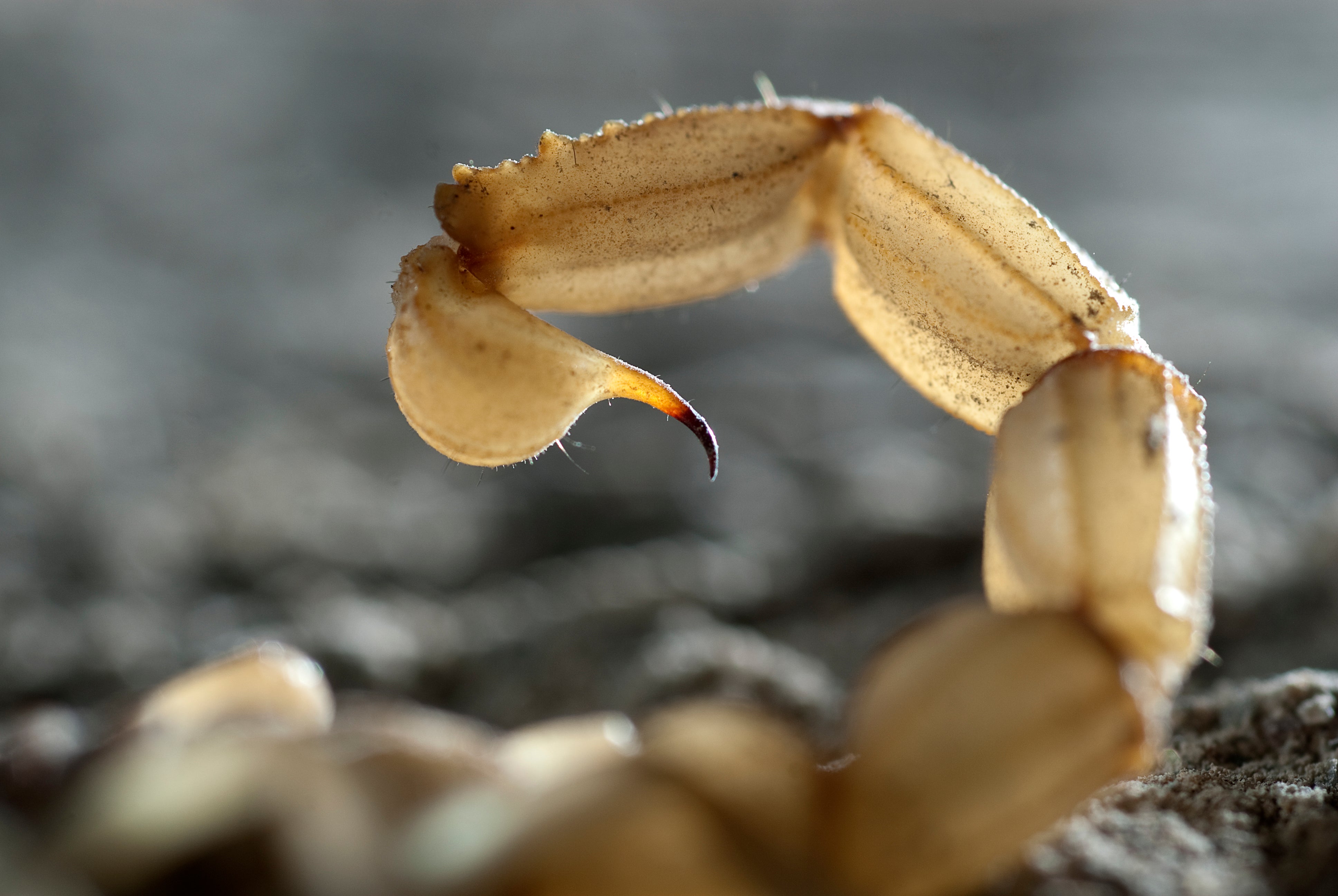 The segments of a scorpion’s tail slide during twisting and might roll during bending