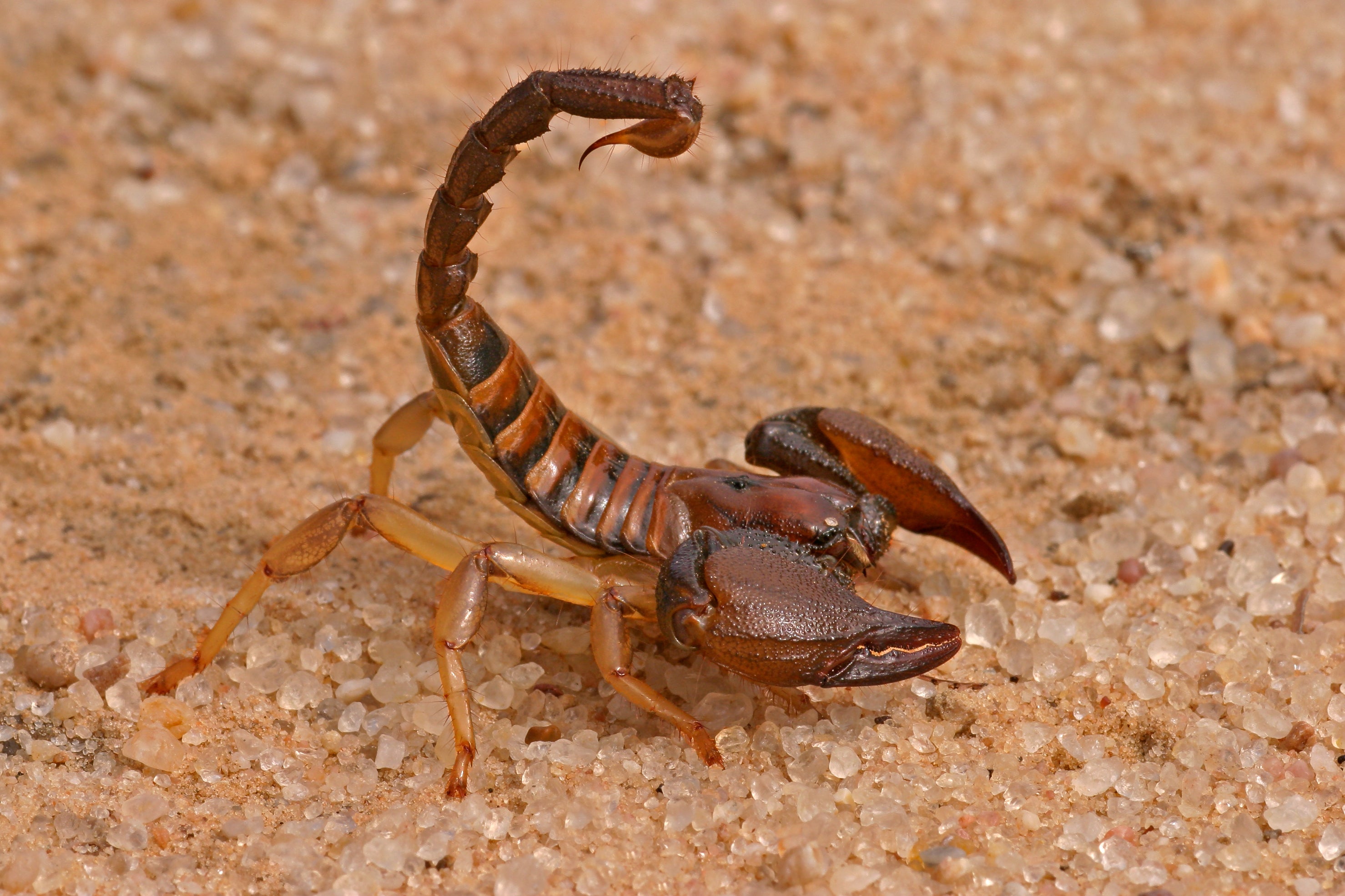 Scorpions bend their tails the way we might bend our fingers, but they can also twist them like a chain