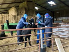 Geronimo the alpaca’s owner claims government ‘hiding the truth’ over killing