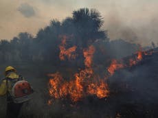 More than 47,000 Brazilians hospitalised every year due to wildfire air pollution 