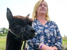 Further tests show Geronimo the alpaca did not have bovine tuberculosis, report claims