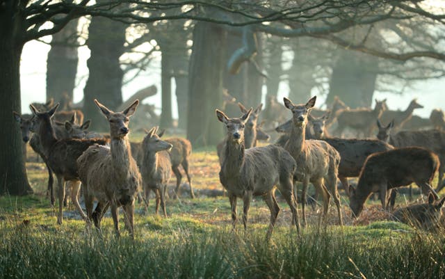 <p>A herd of deer pictured in Richmond Park [stock image] </p>