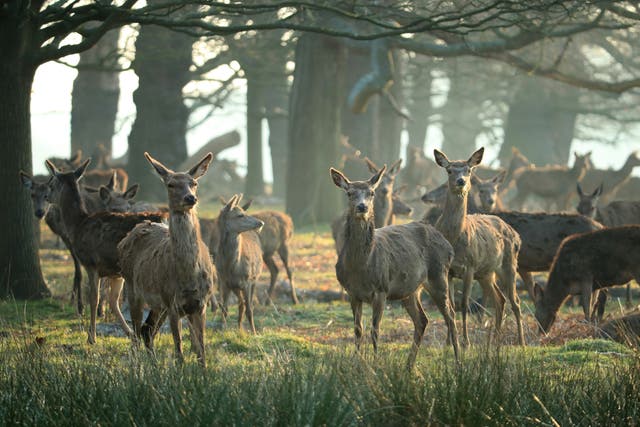 <p>A herd of deer pictured in Richmond Park [stock image] </p>