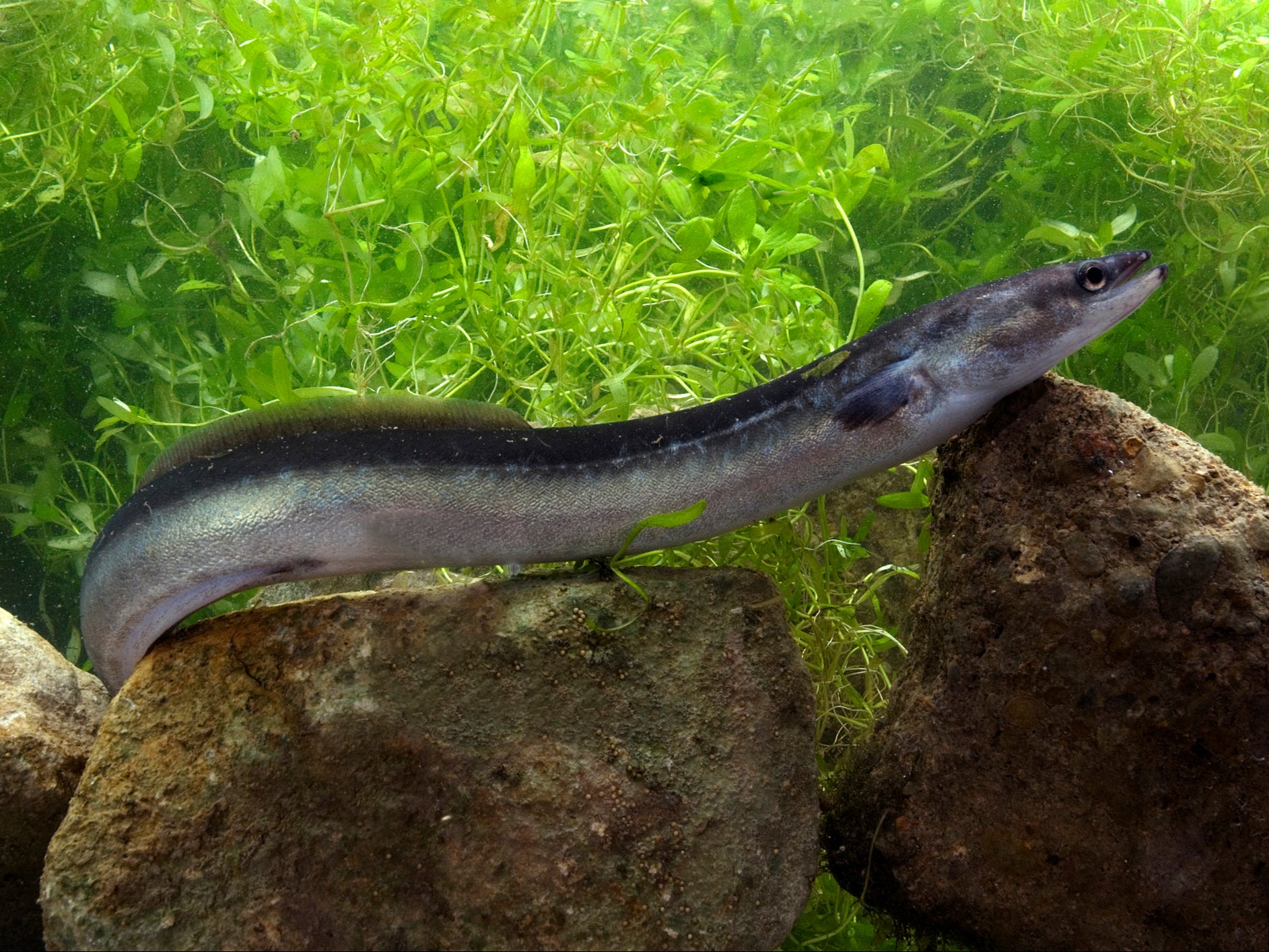 European eel numbers have plummeted by 95 per cent since 1980