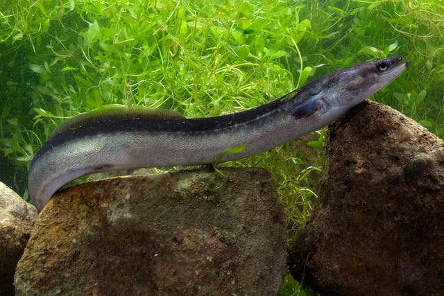 <p>European eel numbers have plummeted by 95 per cent since 1980</p>