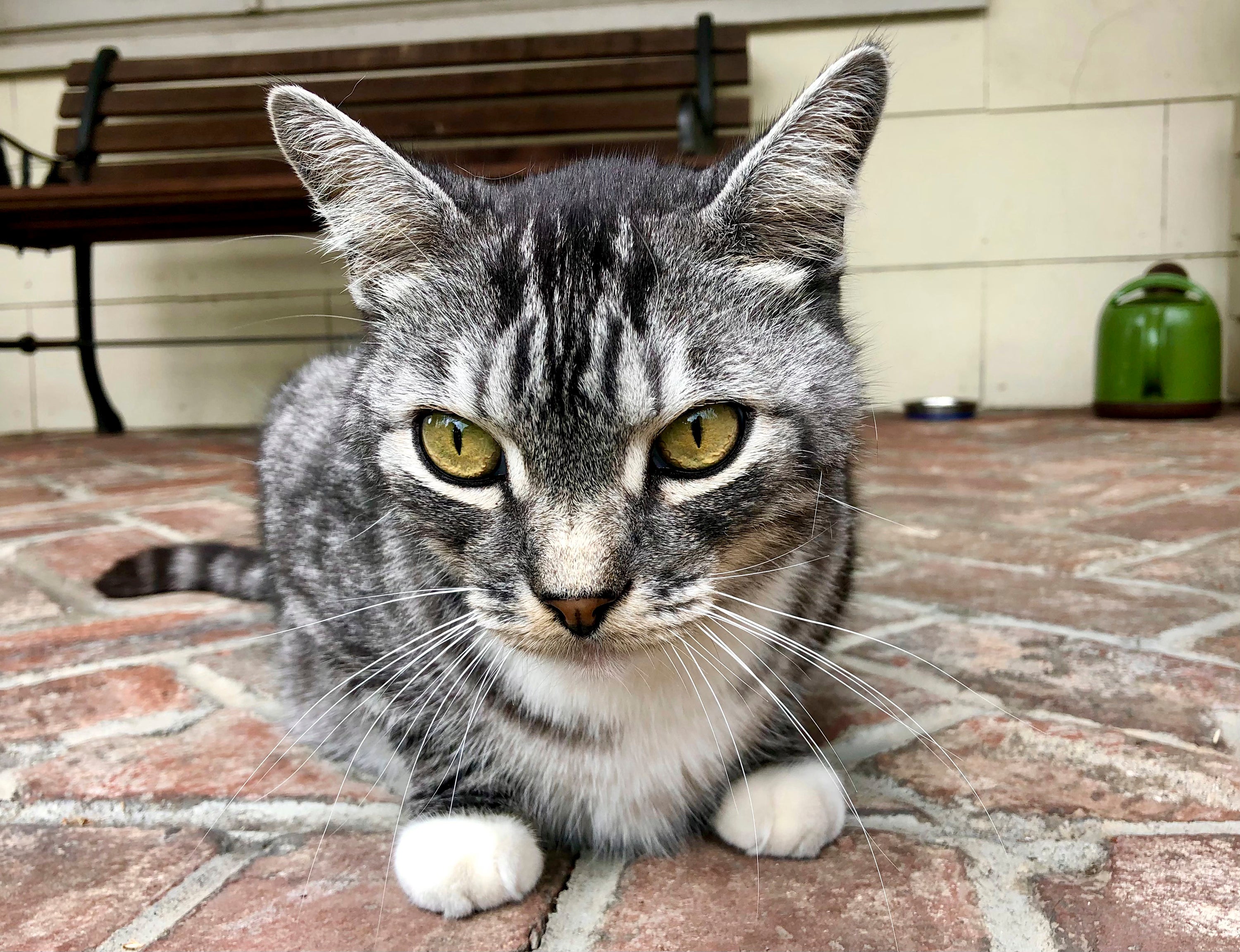 Neighbor cat meowing at night new arrivals