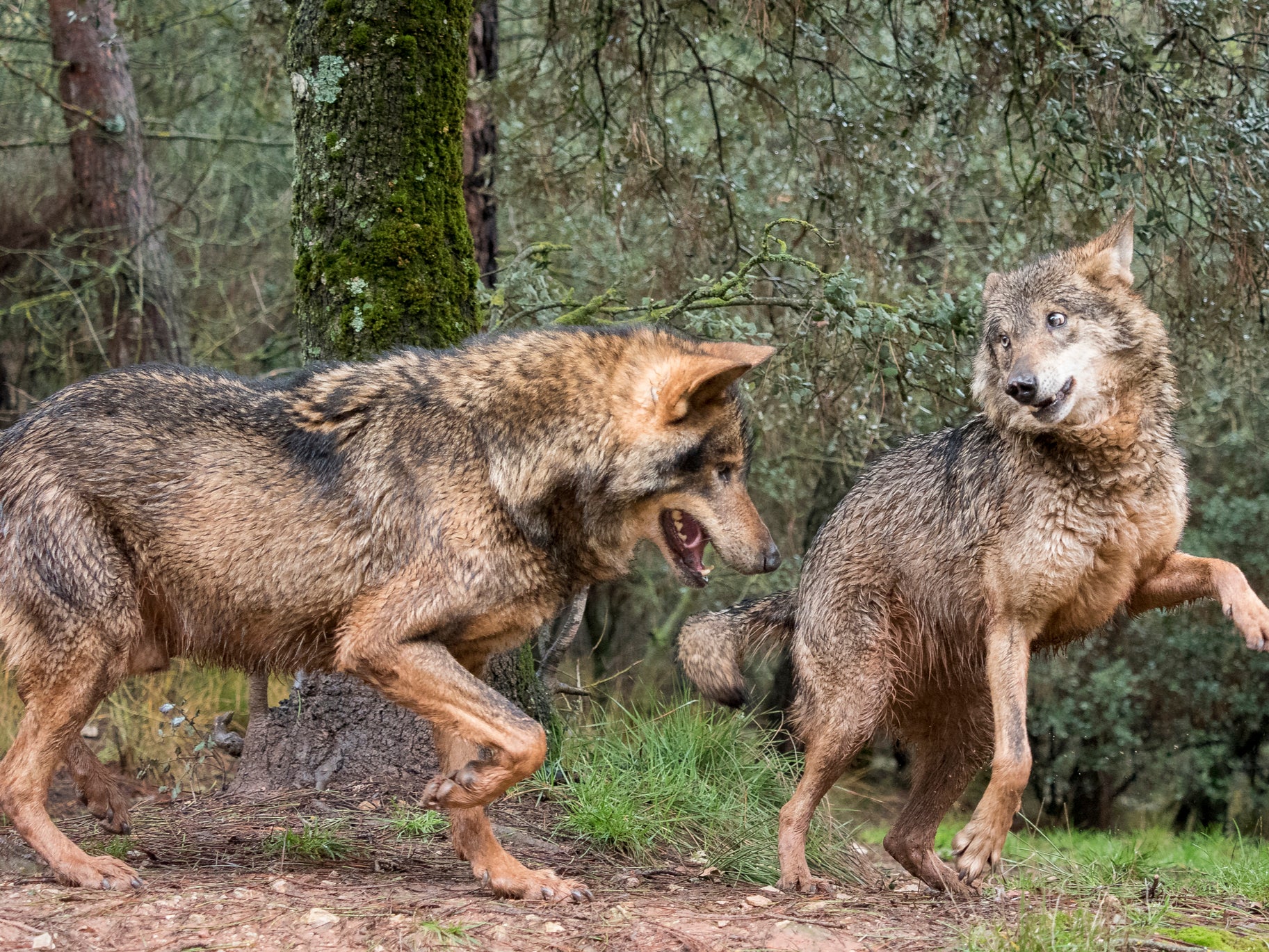 Foxtrot or flamenco? A pair of Iberian wolves flirt on a hot day in Spain