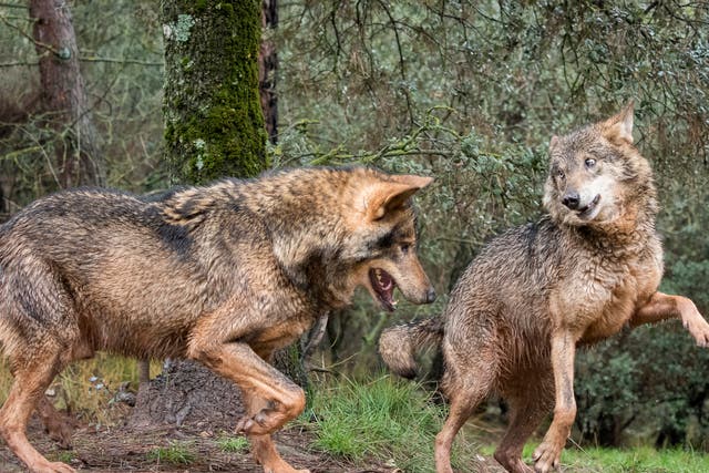 <p>Foxtrot or flamenco? A pair of Iberian wolves flirt on a hot day in Spain</p>