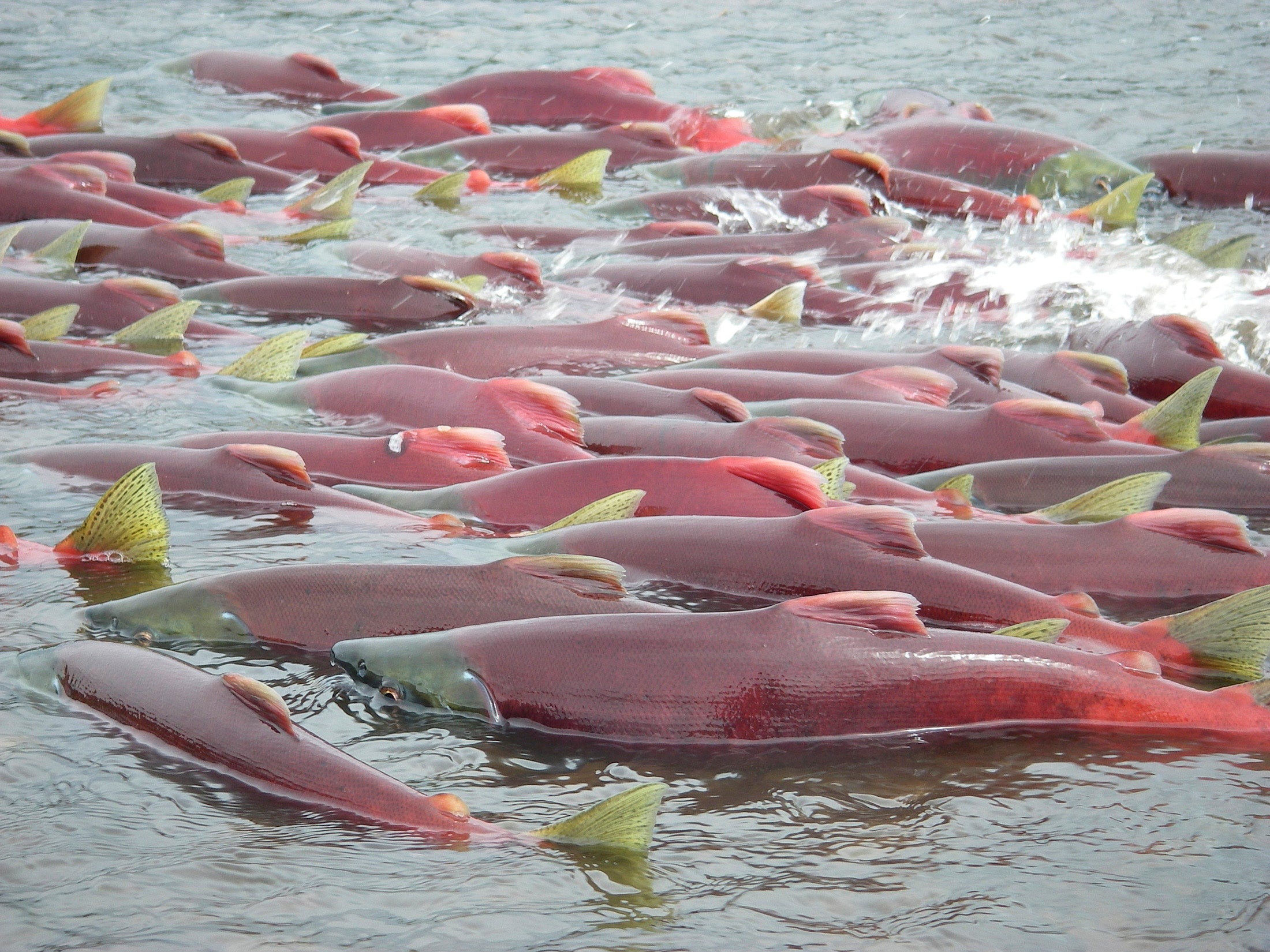 Sockeye salmon are seen in Bristol Bay, Alaska, in an undated handout picture provided by the Environmental Protection Agency