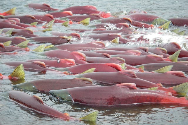 <p>Sockeye salmon are seen in Bristol Bay, Alaska, in an undated handout picture provided by the Environmental Protection Agency </p>