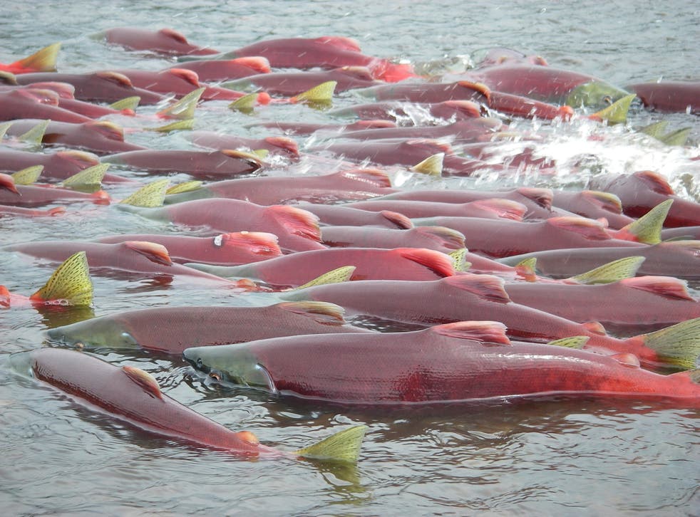 <p>Sockeye salmon are seen in Bristol Bay, Alaska, in an undated handout picture provided by the Environmental Protection Agency </p>