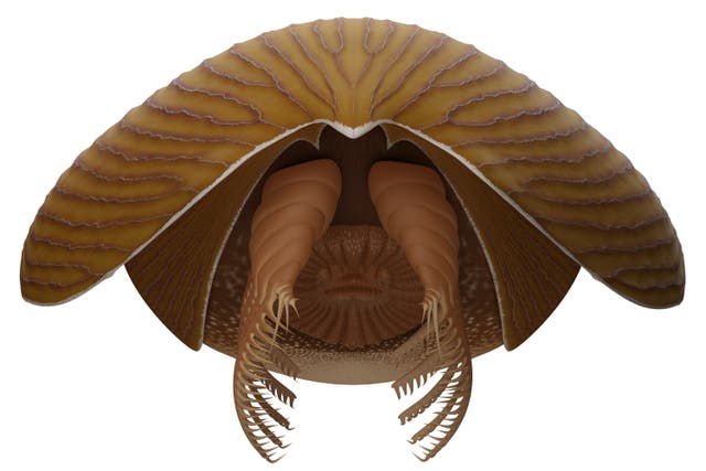 <p>Illustration of the Titanokorys gainesi, a predator that roamed the seafloor 500 million years ago
</p>