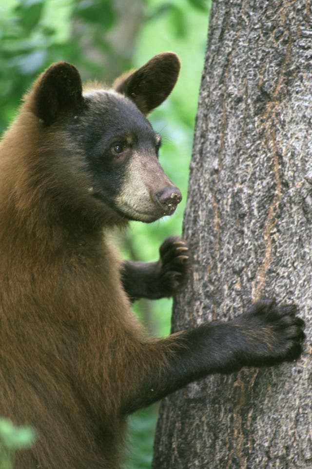 <p>A black bear lying against a tree </p>
